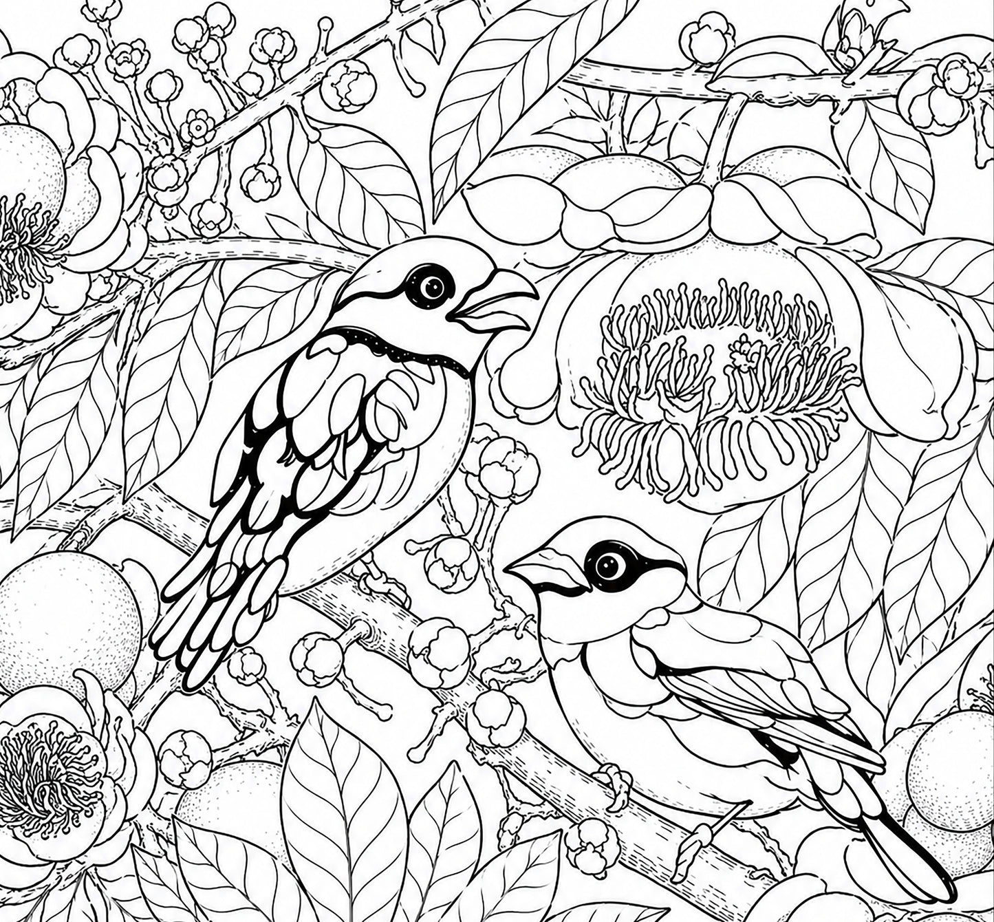 Black‑Yellow Broadbill Coloring Poster – Cannonball Tree Line Art | Wildlife/ Hand drawn by award winning artist