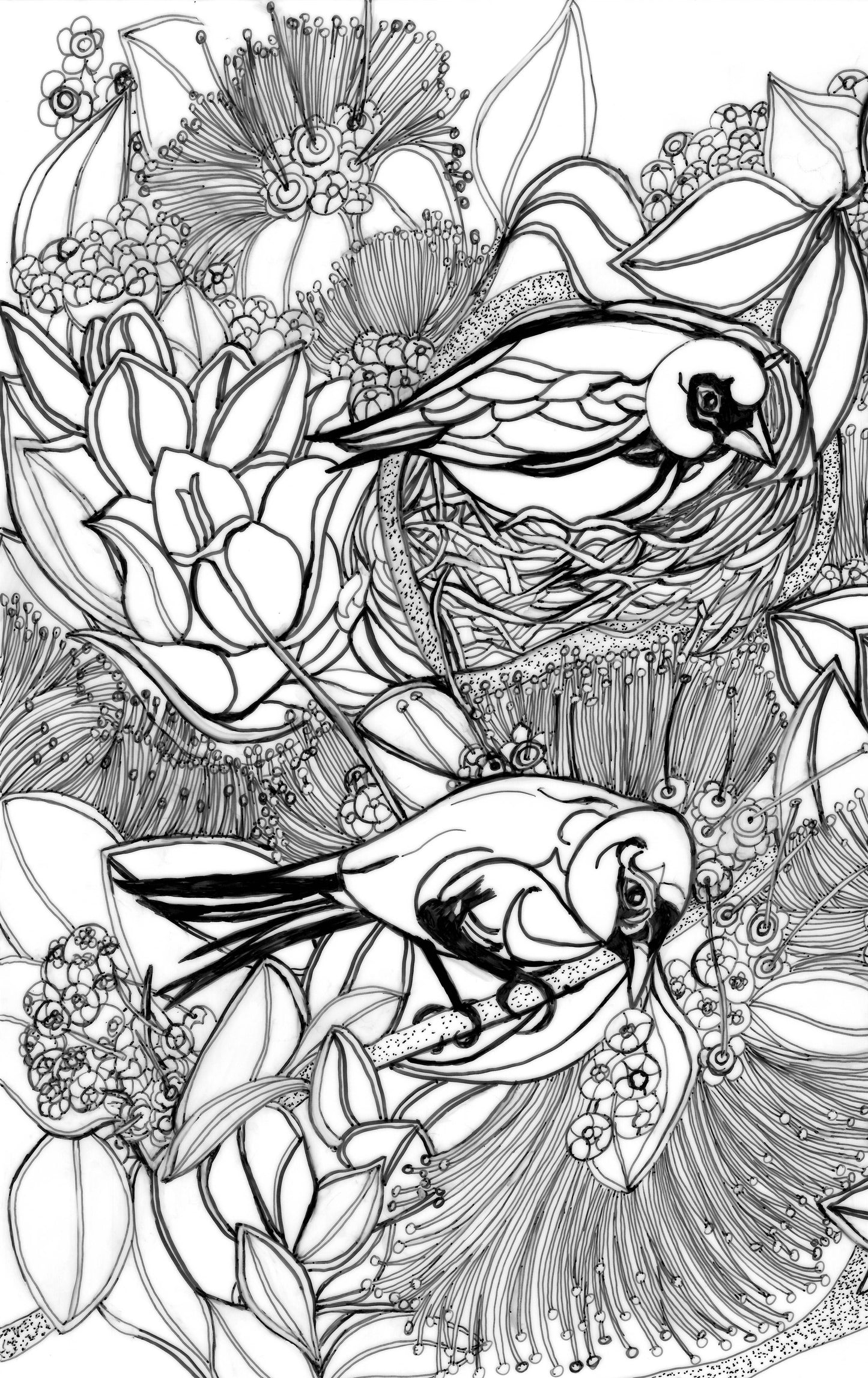 Akeke'e Critically Endangered Hawaiian Bird in a Ohia Tree Coloring Poster