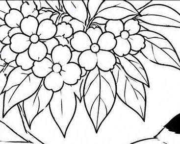 Araripe Manakin Coloring Poster – Critically Endangered Bird Line Art Print