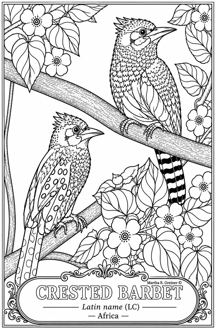 Crested Barbet Hand‑Drawn Coloring Poster – Educational Wildlife Art Print