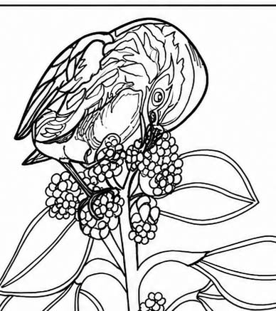 Cebu Flowerpecker Coloring Poster – Critically Endangered Bird Line Art – Hand‑Drawn Wildlife Illustration – Nature Education Decor