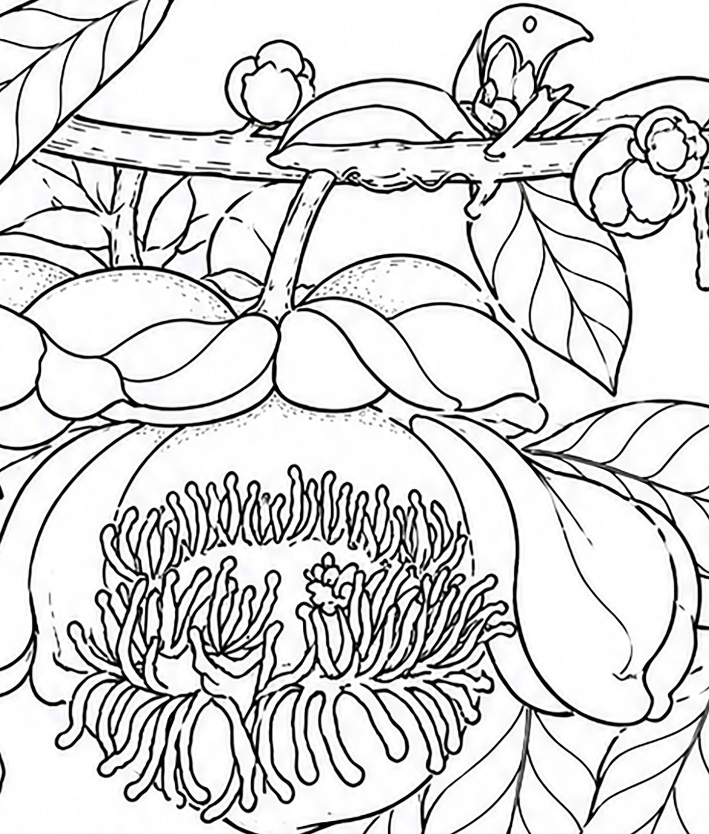 Black‑Yellow Broadbill Coloring Poster – Cannonball Tree Line Art | Wildlife/ Hand drawn by award winning artist