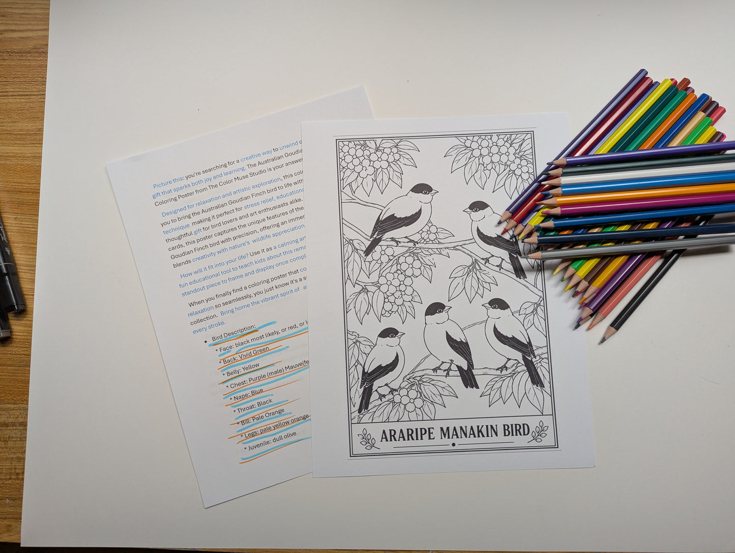 Araripe Manakin Coloring Poster – Critically Endangered Bird Line Art Print