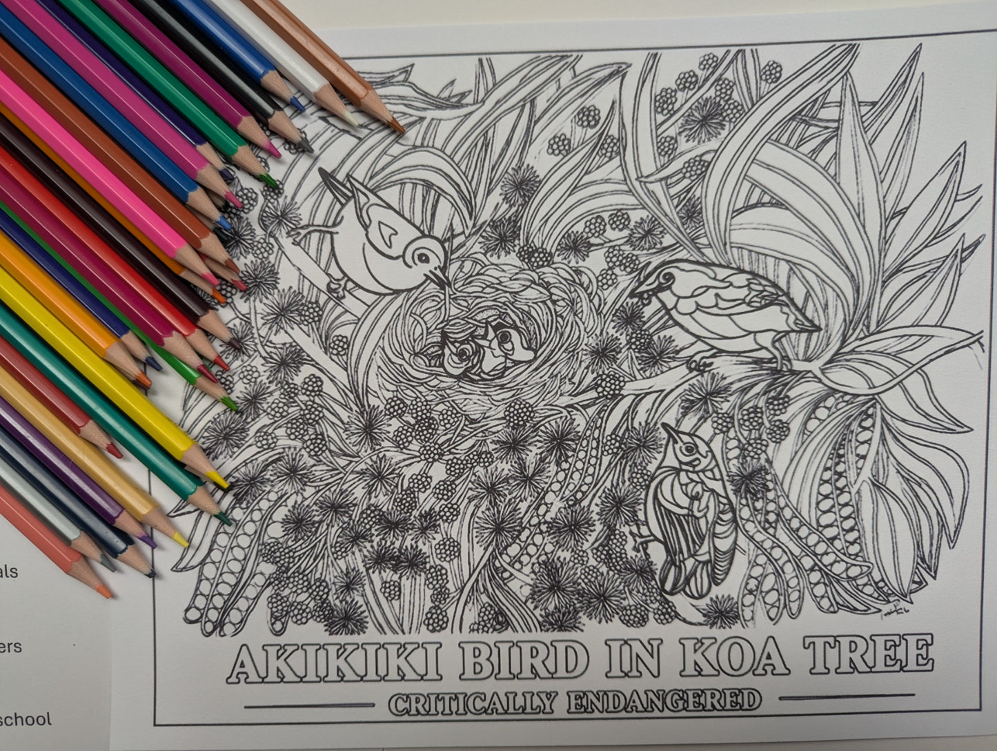 Akikiki Coloring Poster – Critically Endangered Hawaiian Bird | Koa Tree Art