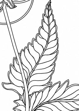 Take Time to Smell the Roses Coloring Poster | Inspirational Flower Coloring Page Printable