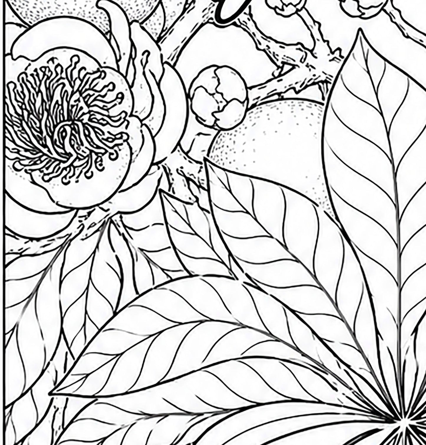 Black‑Yellow Broadbill Coloring Poster – Cannonball Tree Line Art | Wildlife/ Hand drawn by award winning artist