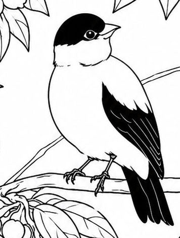 Araripe Manakin Coloring Poster – Critically Endangered Bird Line Art Print