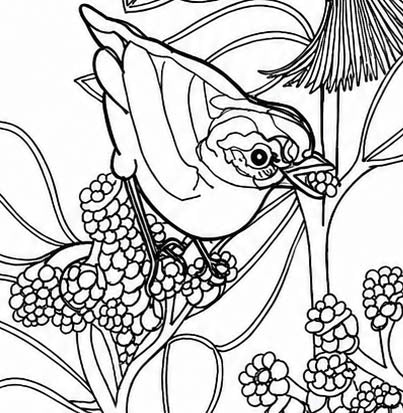 Cebu Flowerpecker Coloring Poster – Critically Endangered Bird Line Art – Hand‑Drawn Wildlife Illustration – Nature Education Decor