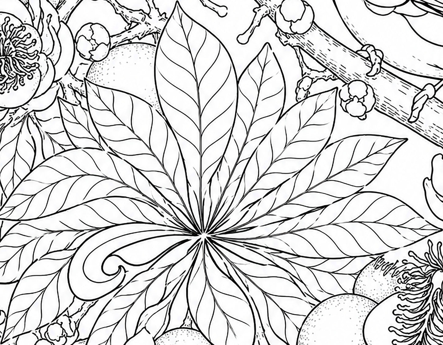 Black‑Yellow Broadbill Coloring Poster – Cannonball Tree Line Art | Wildlife/ Hand drawn by award winning artist