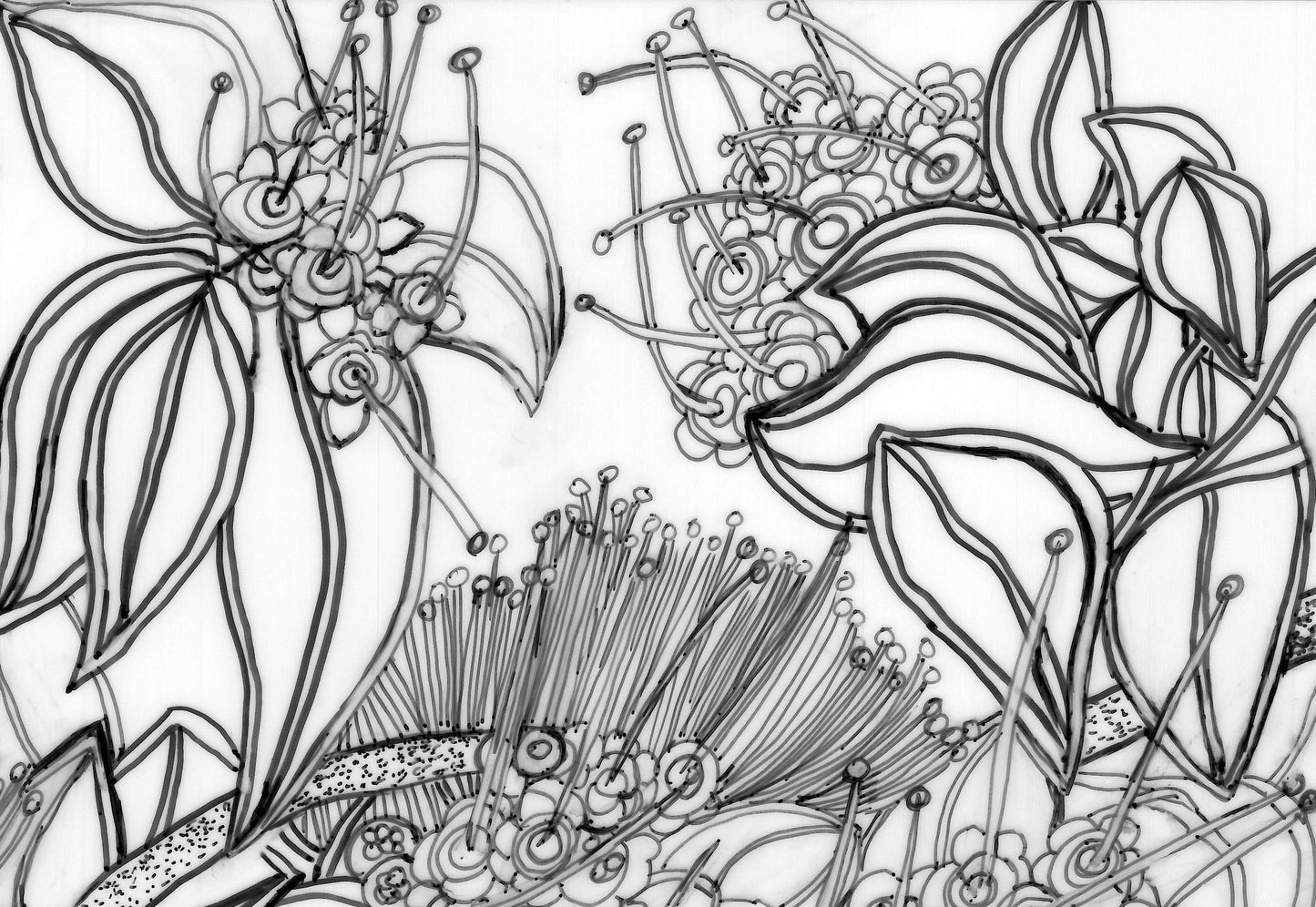 Akeke'e Critically Endangered Hawaiian Bird in a Ohia Tree Coloring Poster
