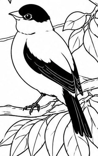 Araripe Manakin Coloring Poster – Critically Endangered Bird Line Art Print