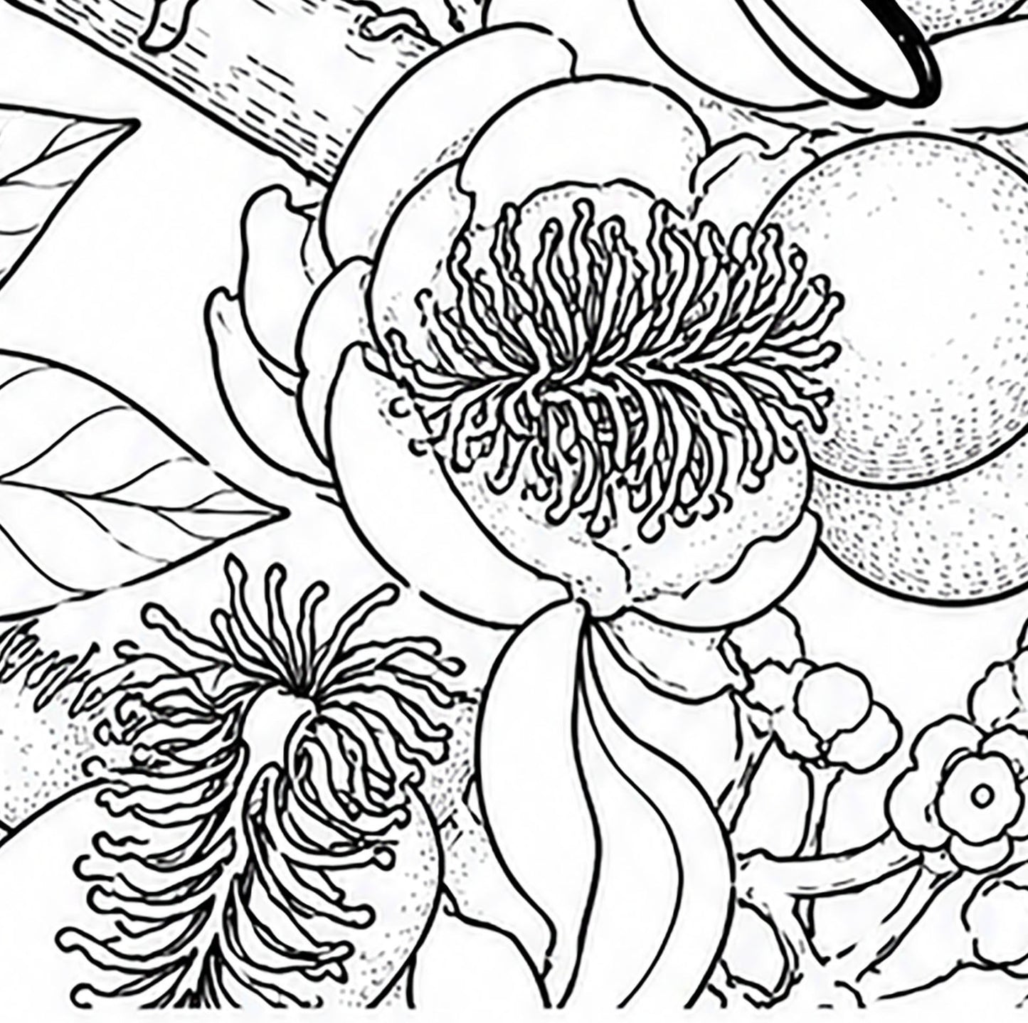 Black‑Yellow Broadbill Coloring Poster – Cannonball Tree Line Art | Wildlife/ Hand drawn by award winning artist
