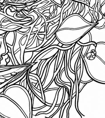 Cebu Flowerpecker Coloring Poster – Critically Endangered Bird Line Art – Hand‑Drawn Wildlife Illustration – Nature Education Decor