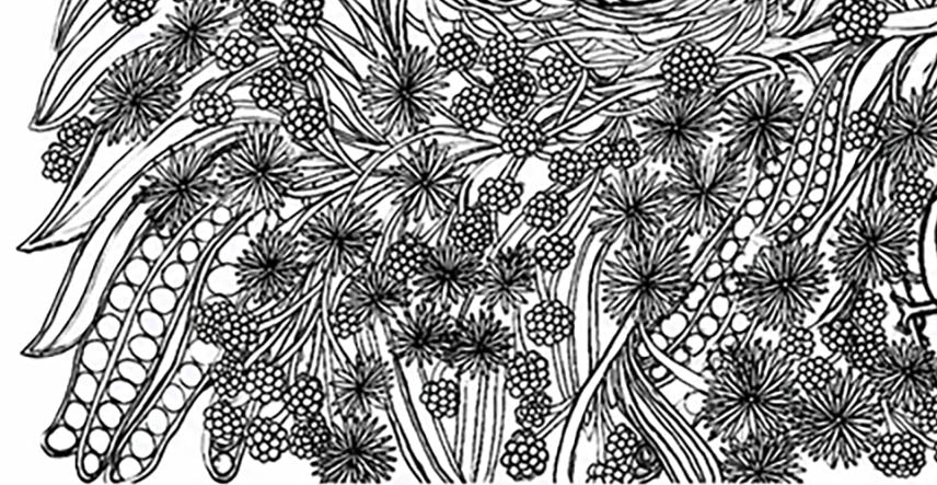 Akikiki Coloring Poster – Critically Endangered Hawaiian Bird | Koa Tree Art
