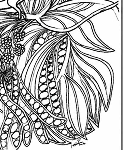 Akikiki Coloring Poster – Critically Endangered Hawaiian Bird | Koa Tree Art
