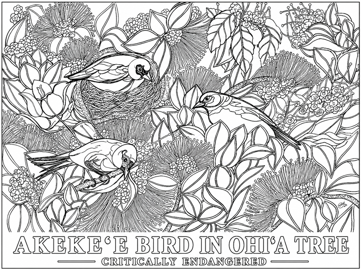 Akeke'e Critically Endangered Hawaiian Bird in a Ohia Tree Coloring Poster