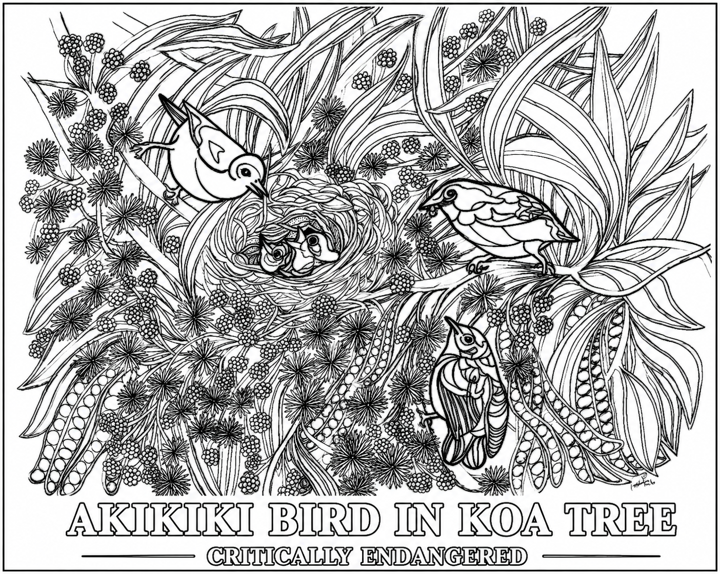 Akikiki Coloring Poster – Critically Endangered Hawaiian Bird | Koa Tree Art