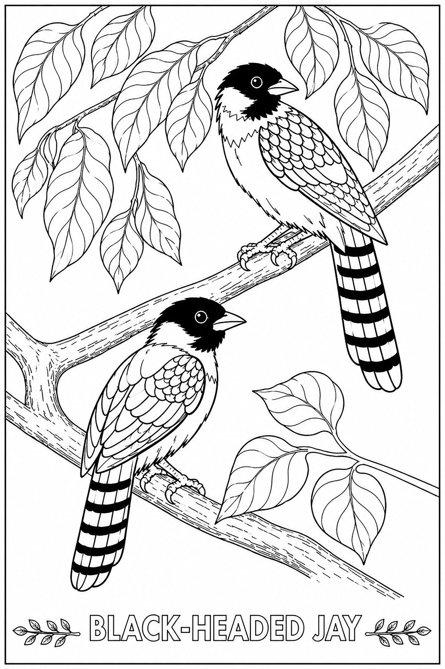 Black‑Headed Jay Coloring Poster – Himalayan Bird Line Art | Wildlife Art