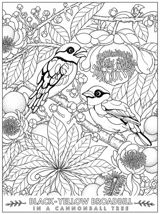 Black‑Yellow Broadbill Coloring Poster – Cannonball Tree Line Art | Wildlife/ Hand drawn by award winning artist