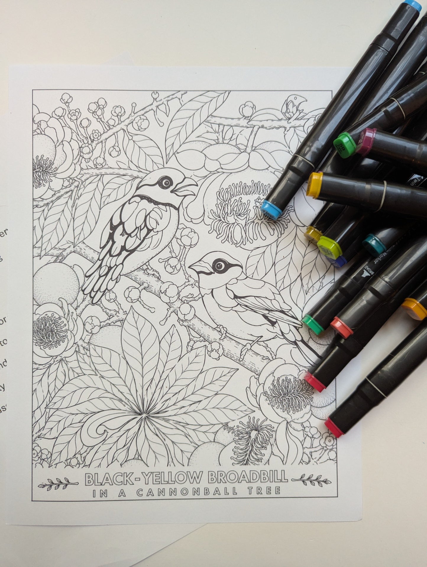 Black‑Yellow Broadbill Coloring Poster – Cannonball Tree Line Art | Wildlife/ Hand drawn by award winning artist