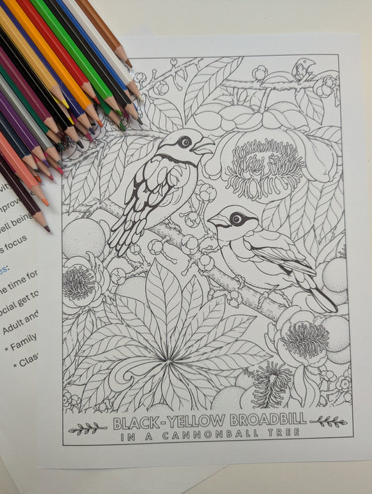 Black‑Yellow Broadbill Coloring Poster – Cannonball Tree Line Art | Wildlife/ Hand drawn by award winning artist