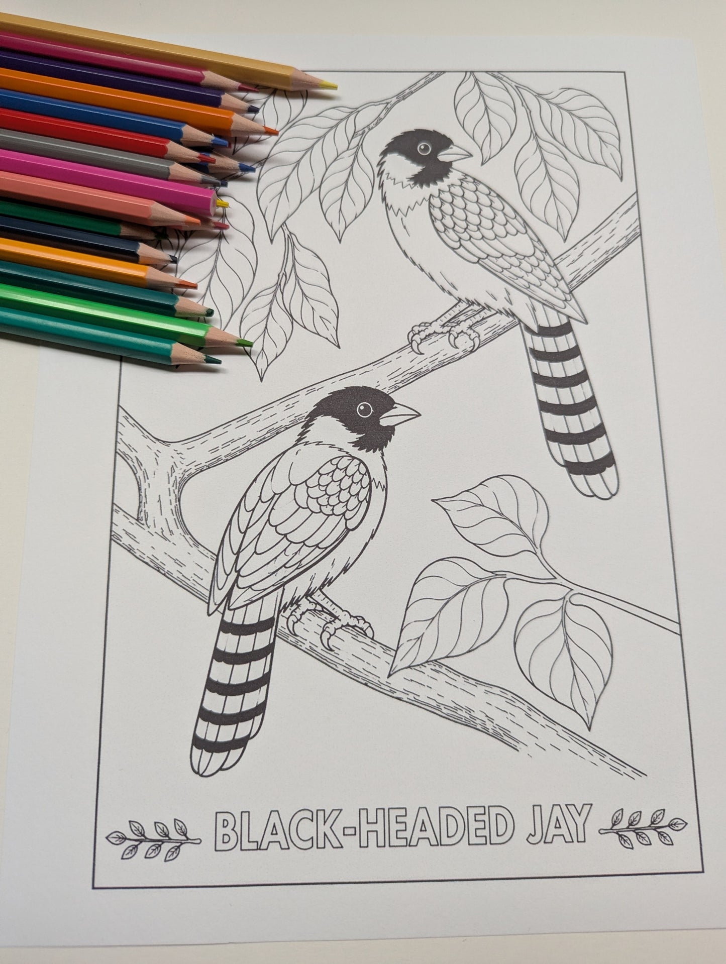Black‑Headed Jay Coloring Poster – Himalayan Bird Line Art | Wildlife Art