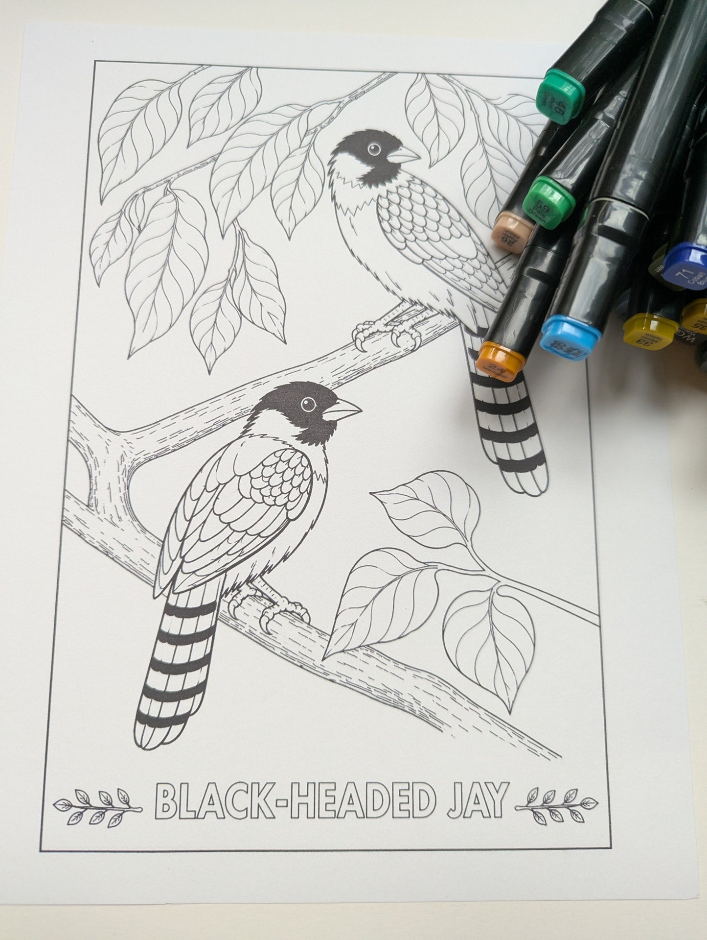 Black‑Headed Jay Coloring Poster – Himalayan Bird Line Art | Wildlife Art