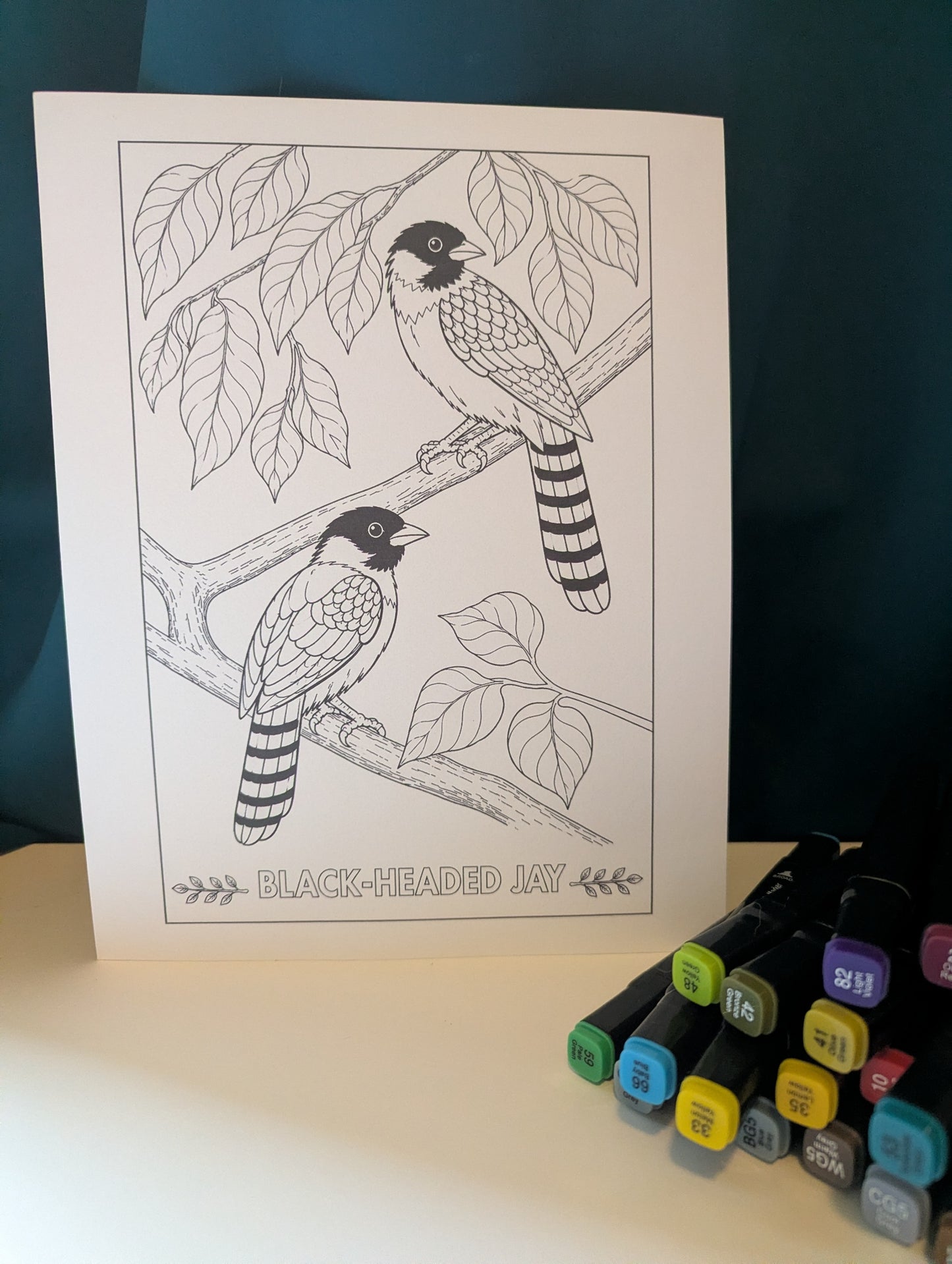 Black‑Headed Jay Coloring Poster – Himalayan Bird Line Art | Wildlife Art