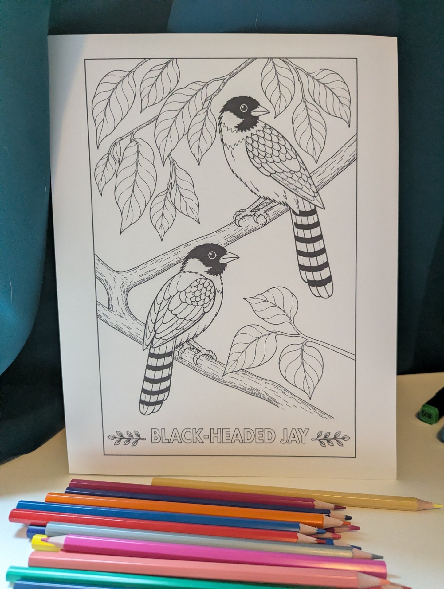 Black‑Headed Jay Coloring Poster – Himalayan Bird Line Art | Wildlife Art