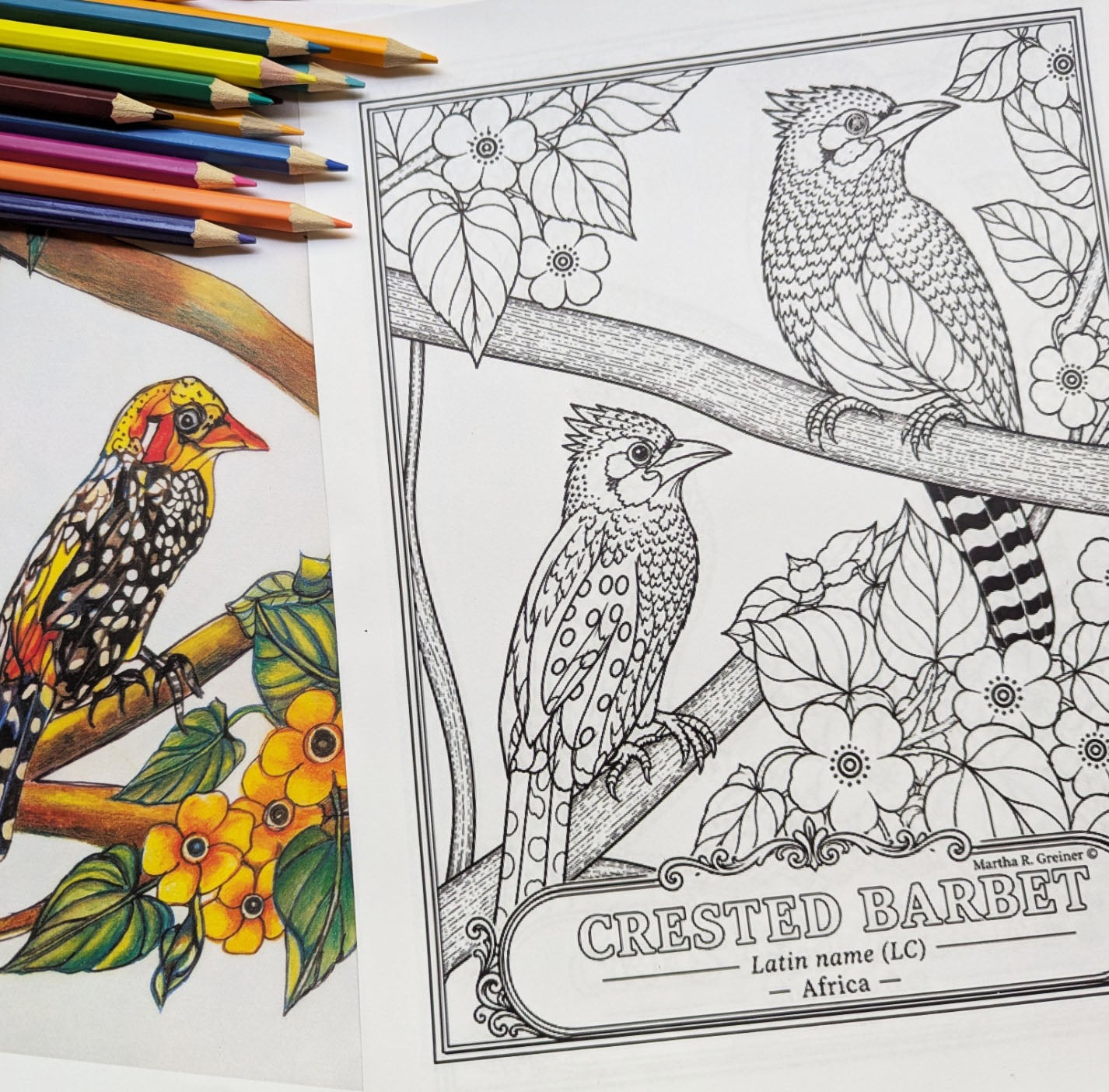 Crested Barbet Hand‑Drawn Coloring Poster – Educational Wildlife Art Print