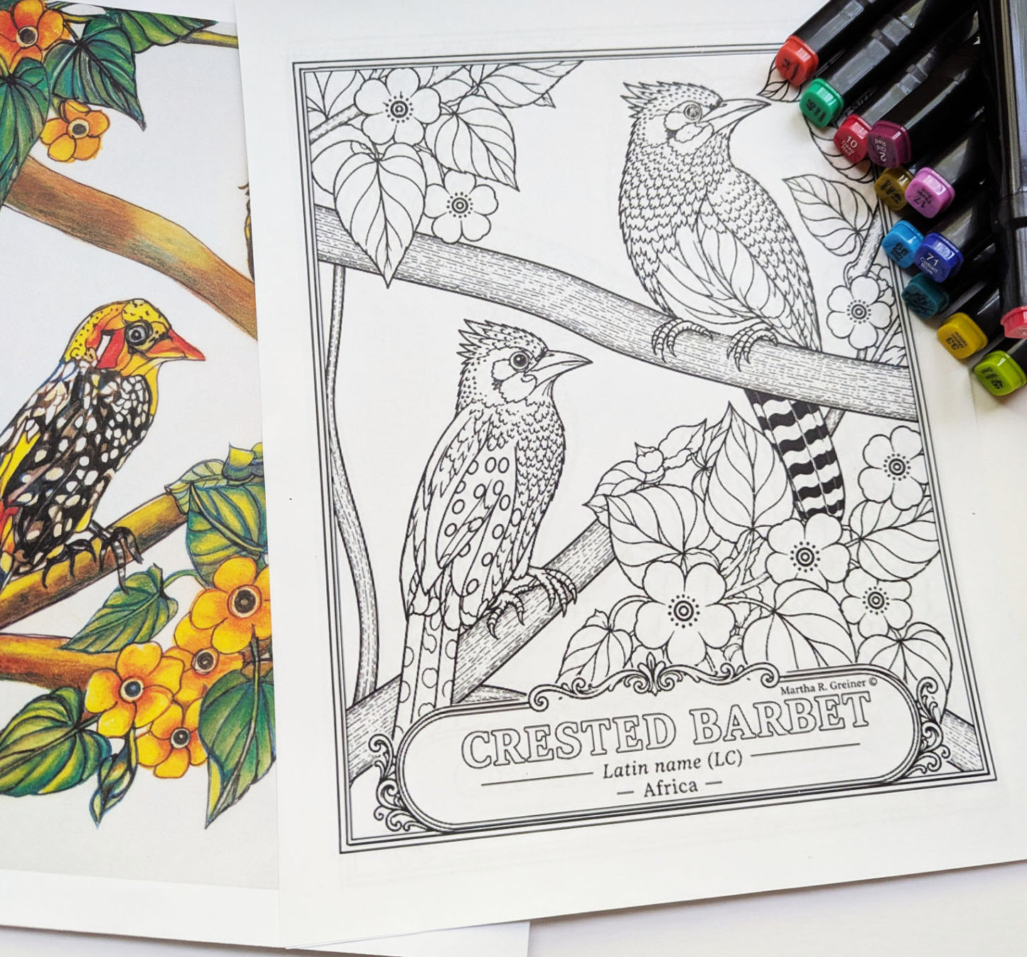 Crested Barbet Hand‑Drawn Coloring Poster – Educational Wildlife Art Print