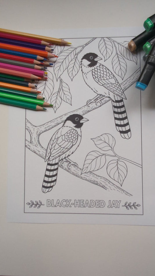 Black‑Headed Jay Coloring Poster – Himalayan Bird Line Art | Wildlife Art